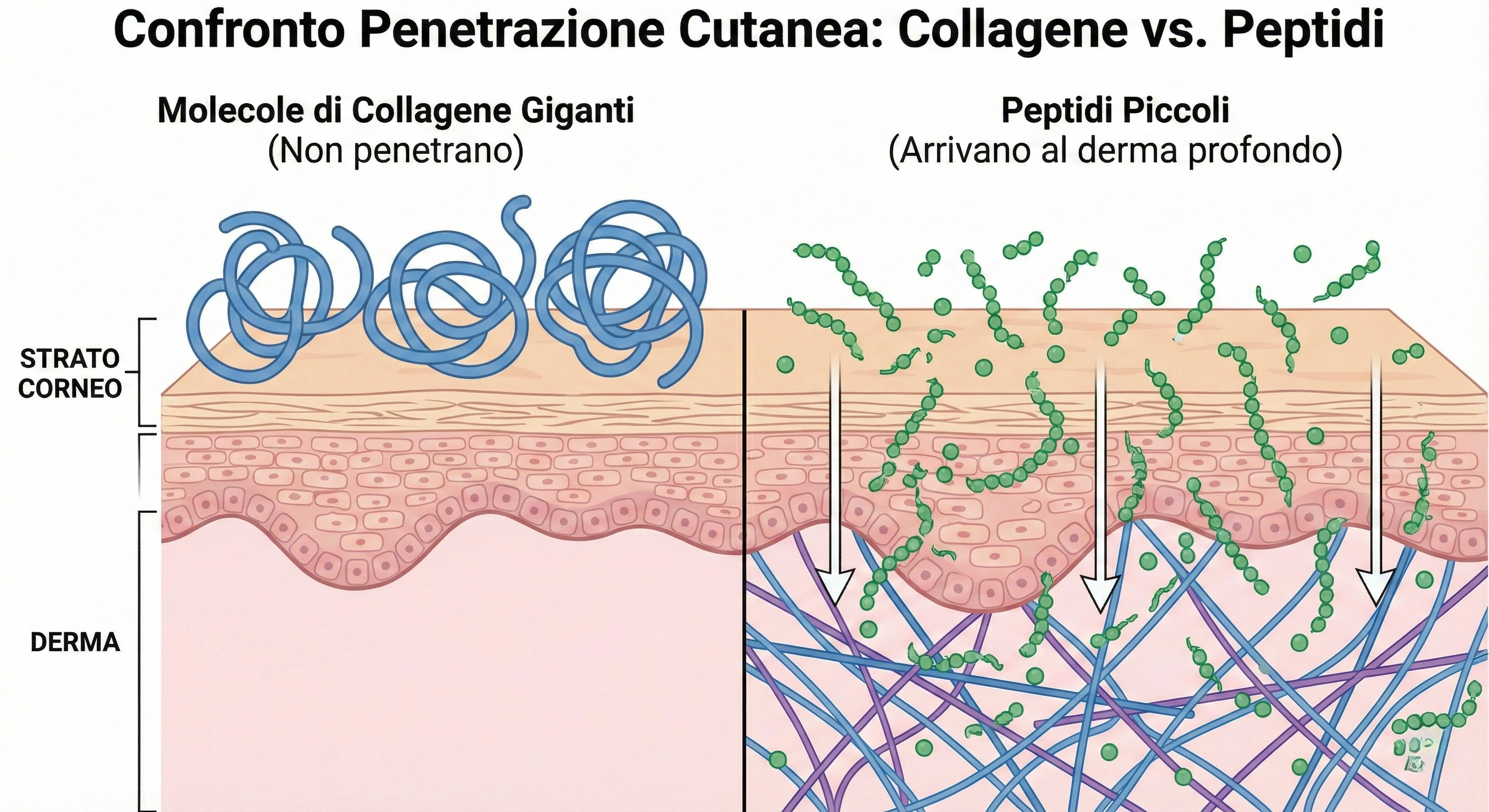 Grafico scientifico che mostra la differenza tra molecole di collagene giganti che non penetrano e peptidi piccoli che arrivano al derma profondo